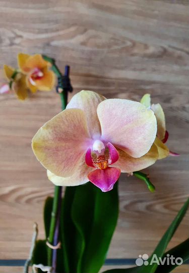 Орхидея сортовая