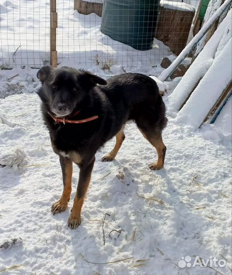 Собака Люся