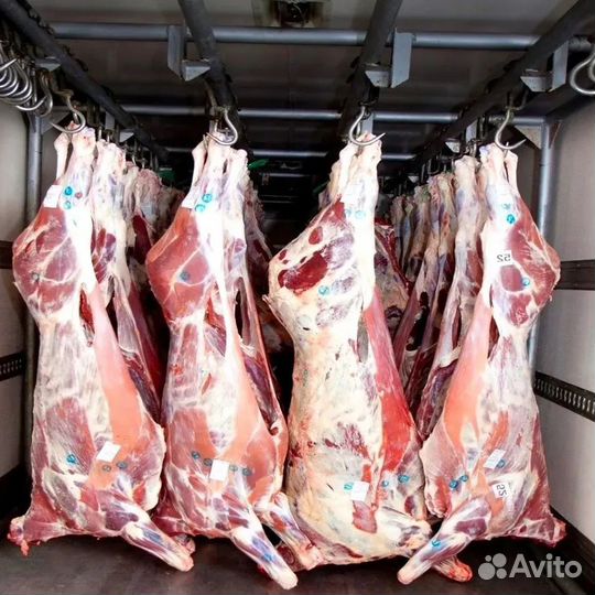 Мясо говядина в тушах