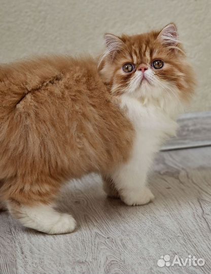 Персидские котята