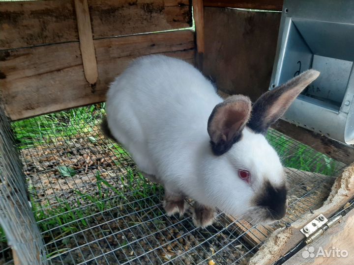 Кролики мясных пород