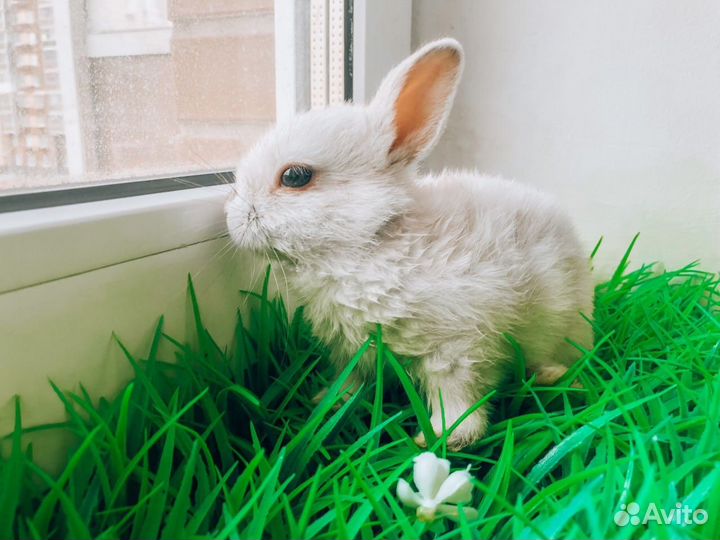 Карликовый кролик