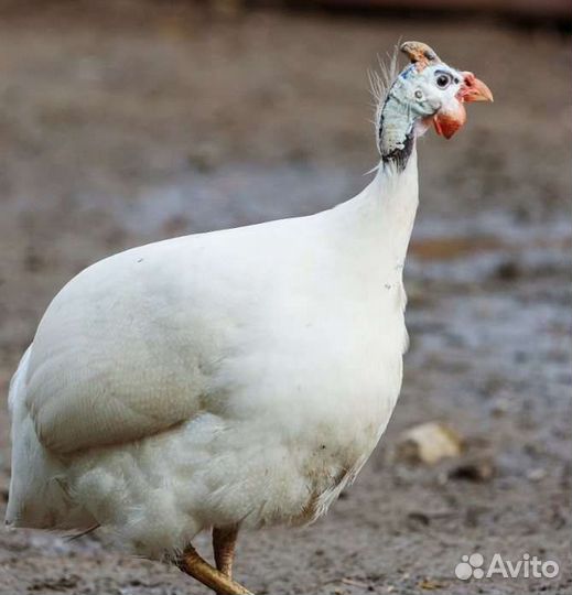 Цесари самцы