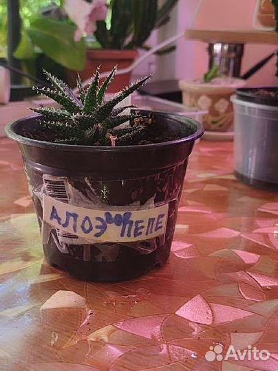 Алоэ пепе