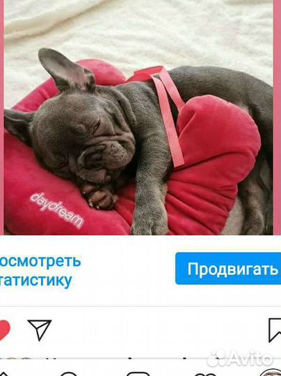 Французский бульдог