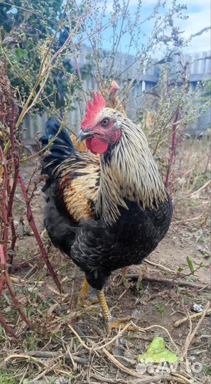 Куры и петухи брама, кохинхин, орпингтоны и пр