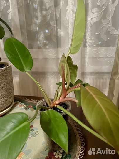 Филодендрон Prince of Orange