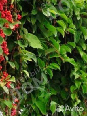 Лимонник китайский