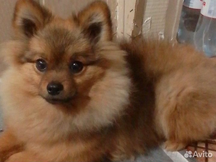 Померанский шпиц