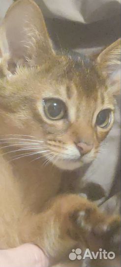 Абиссинские котята
