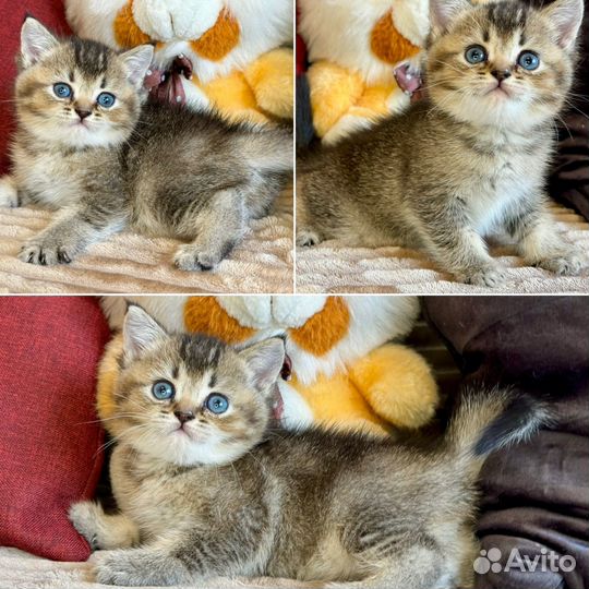 Шотландские вислоухие и прямоухие котята