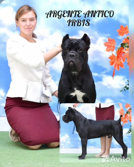 Кане Корсо девочка