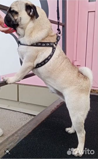 Мопс вязка мальчик