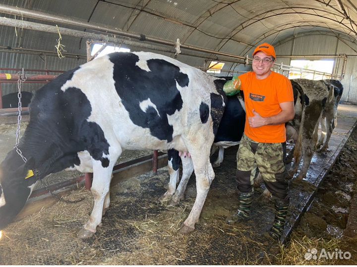 Узи диагностика, коров, овец