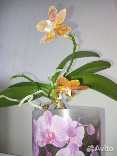 Орхидея мультифлора мини