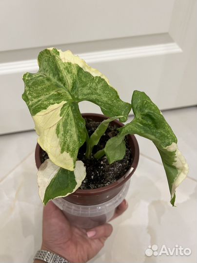 Сингониум орм тонг вариегатный