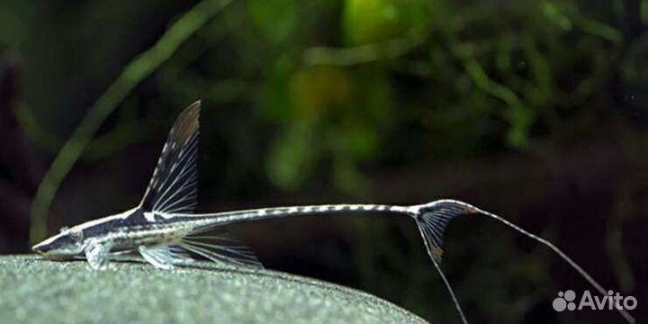 Стурисома панамская, парусник, ктенопома