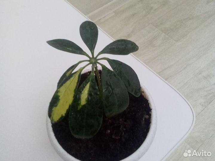 Шефлера вариегатная