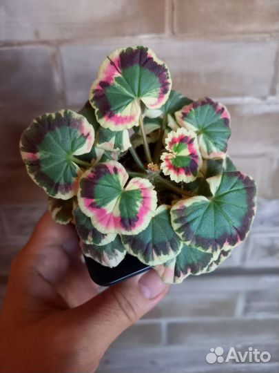 Пеларгония Excalibur