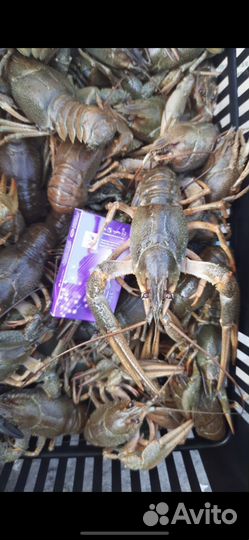 Живые раки Оптом