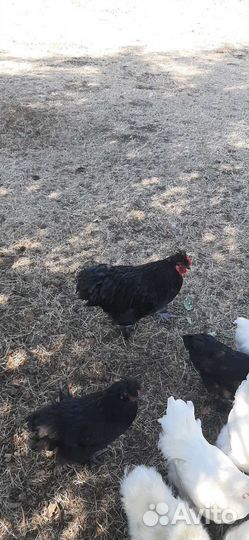 Куры и петухи брама
