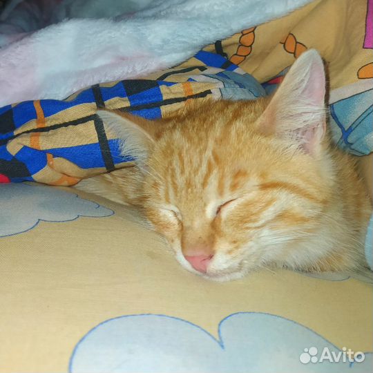 Кот в добрые руки бесплатно