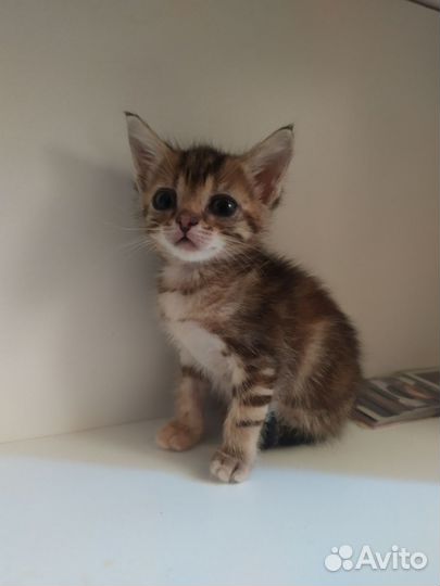Котёнок девочка