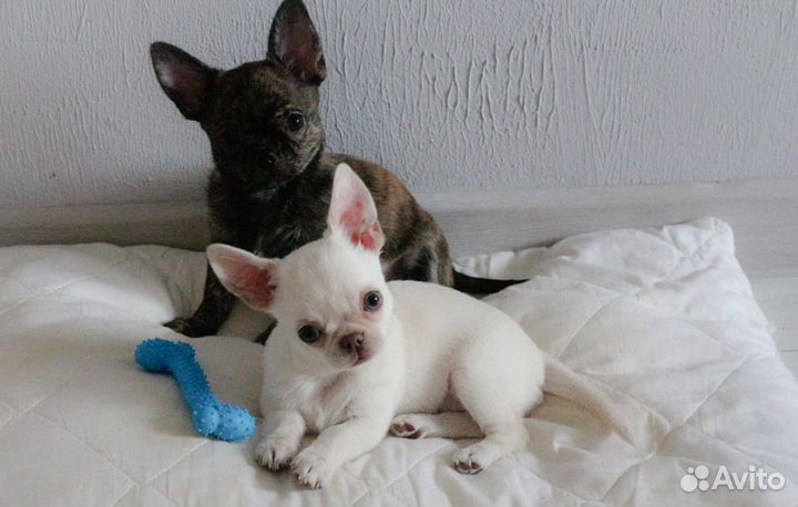 Щенки чихуахуа мини девочка