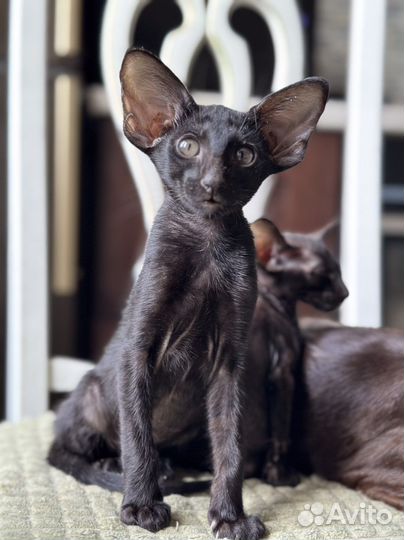 Ориентальные котята