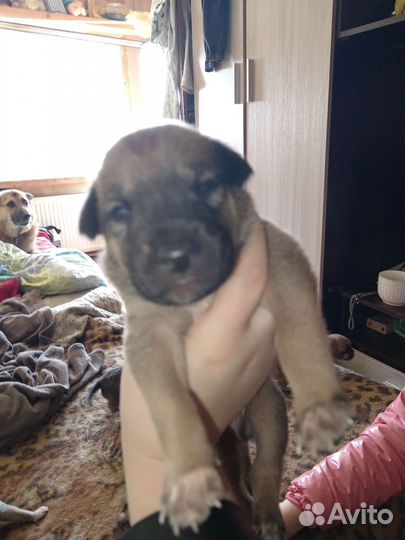 Щенки в добрые и заботливые руки