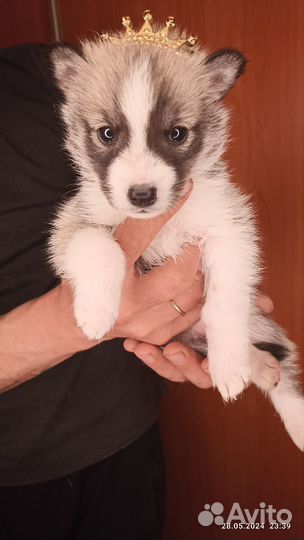 Очаровательные щеночки