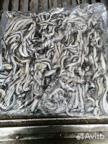 Свежемороженая горбуша с икрой/скумбрия/мойва