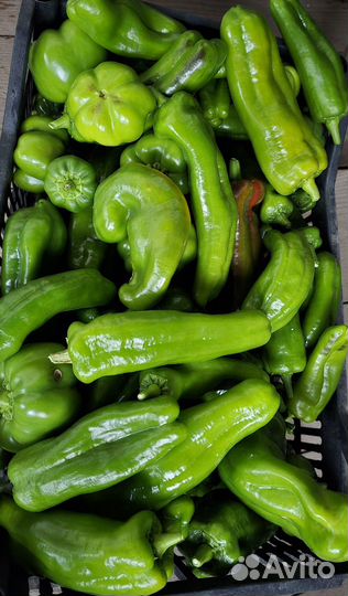 Перец болгарский