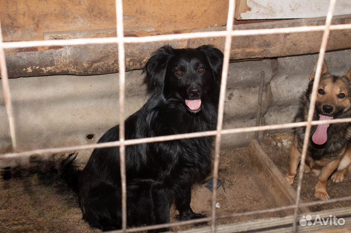 Помогите спасти собак