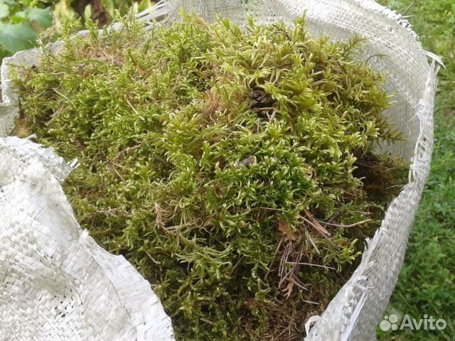 Мох боровой для сруба (бани, дома и тд )