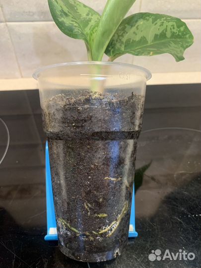 Аглаонема Green prakaiphet