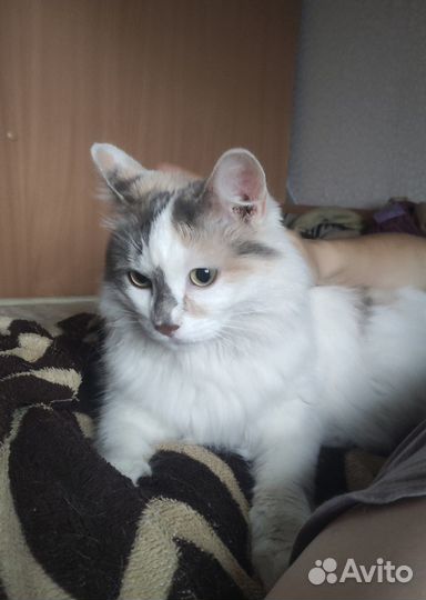 Кошка в дар бесплатно