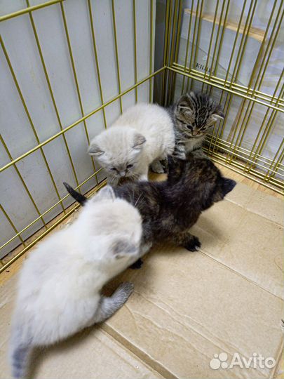 Милые котята