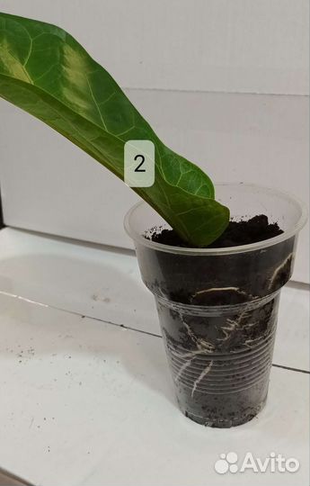 Фикус лирата бамбино укорененные черенки