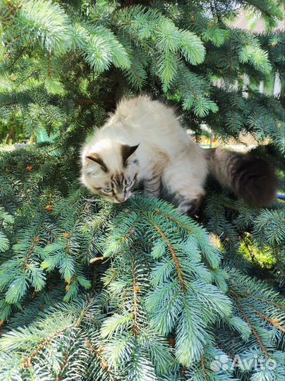 Кот Невский Маскарадный, вязка