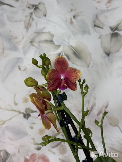 Орхидея фаленопсис