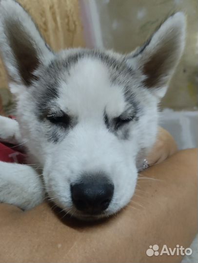 Собаки щенки