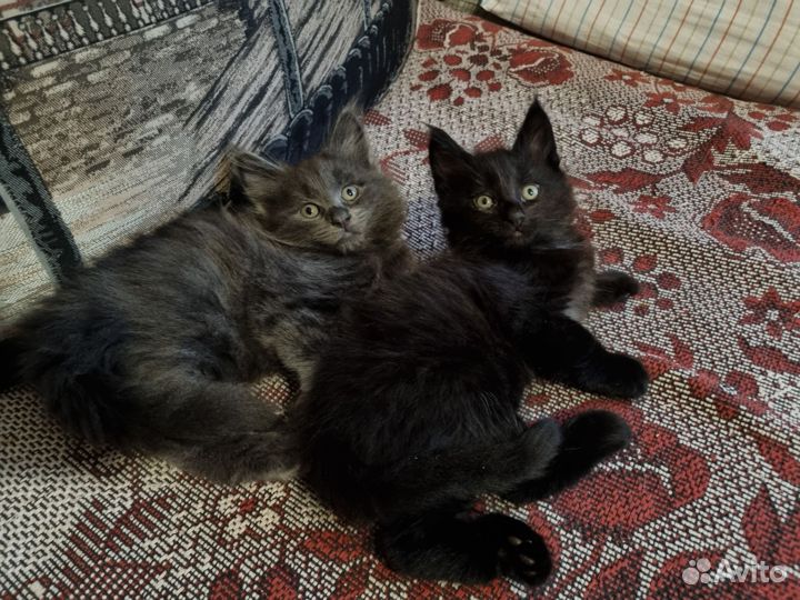Отдам котят в добрые руки