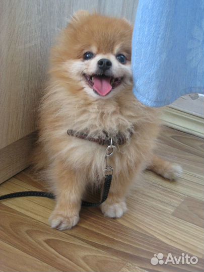 Передержка, выгул Вашего питомца 