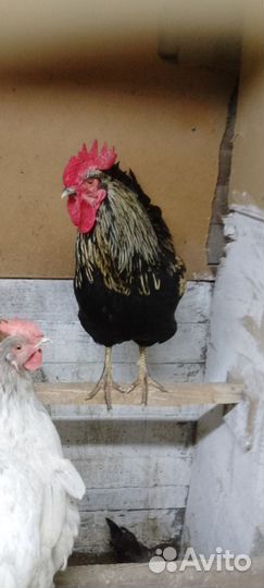 Молодые петухи
