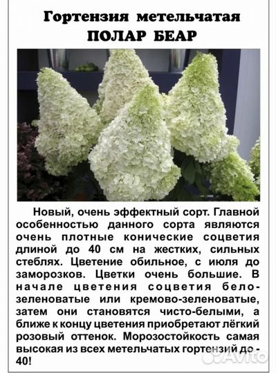 Гортензия метельчатая