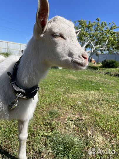 Козлячие козлы