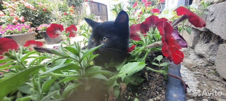 Котята в добрые руки даром девочка