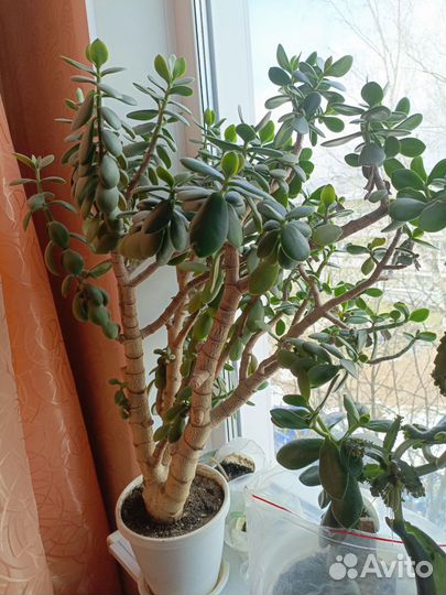 Большой комнатный цветок