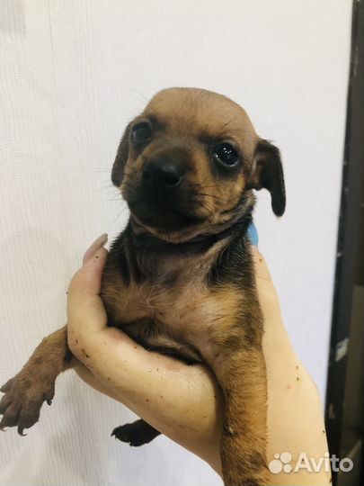 Щенки пинчера